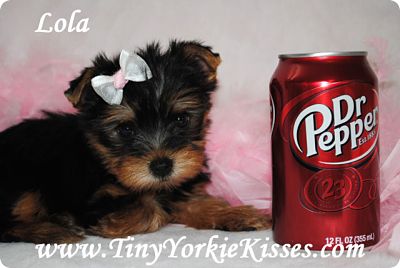 Teacup Yorkie Puppy