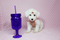 Click to view classifieds TOZTAUJF