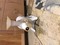 Click to view classifieds ZYLYKWEZ