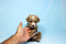 Click to view classifieds BFLYCHLJ