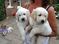 Click to view classifieds MPSMNEJA