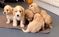Click to view classifieds DKBBTRGP