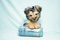 Click to view classifieds XGDODSEP