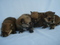 Click to view classifieds KDODUFLN