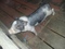Click to view classifieds ZEZSGMBR