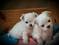 Click to view classifieds TPDCOTPB