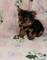 Click to view classifieds QFJZTVWR