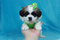 Click to view classifieds TEFOQFDH