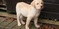 Click to view classifieds RCPTAAQM