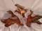 Click to view classifieds ESOTVSVX
