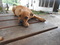 Click to view classifieds RCTODHFY