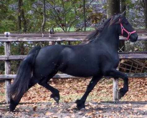 friesian horse