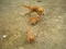 Click to view classifieds NBPTXTAO