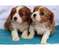 Click to view classifieds VFZEYWCH