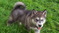 Click to view classifieds NSLGUKCA
