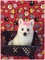 Click to view classifieds MUCFMNJP