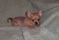 Click to view classifieds AZMQATPT