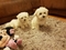 Click to view classifieds LMZQMEUR