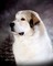 Click to view classifieds BSCYAMWM