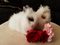 Click to view classifieds PNFWWVCG