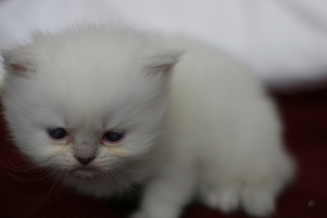 Dollface Choc. point longhair female