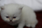 Click to view classifieds KTJAEQKB