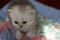 Click to view classifieds HPPETKJK