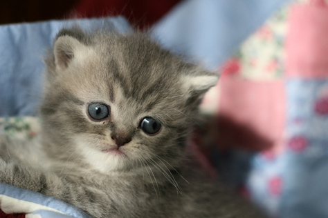 Dollface blue tabby exotic shorthair male