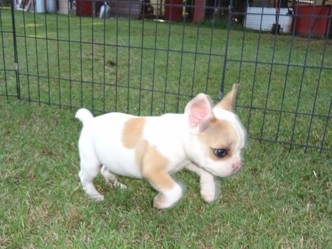 Frenchton Male