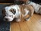 Click to view classifieds CERTWEXO