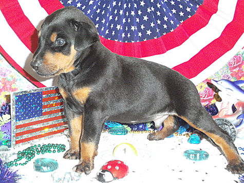 I WAS BORN IN THE USA IN LONDON, KENTUCKY ! YEAH , " I'M A LONG DARK DOBERMAN IN THE USA ...