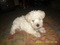Click to view classifieds CRKXHBBC