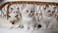 Click to view classifieds FOOYCATW