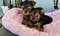 Click to view classifieds RGCMAGSN