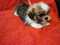 Click to view classifieds YYSMRZME