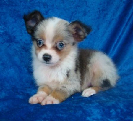  Puppies on Toy Australian Sheperd Puppies For Sale In New York City  Aussie  For
