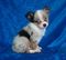 Click to enlarge image