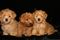Click to view classifieds NYUWRHCX