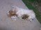 Click to view classifieds FYLLMDEP