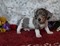 Click to view classifieds BZRQUDZD