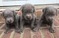 Click to view classifieds PUGEBMLV
