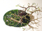 Click to view classifieds AFAZGNXS