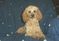 Click to view classifieds GMKBHXBG