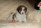 Click to view classifieds CEMUPCHO