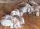 Click to view classifieds MMRVODKP