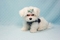 Click to view classifieds PKDBNCHS
