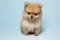 Click to view classifieds PDSMCSRQ