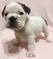 Click to view classifieds XWUZZEKO