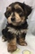Click to view classifieds RTLQOANT