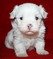 Click to view classifieds PTPTVNNM